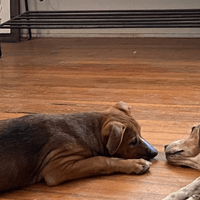 fist bump (hello)