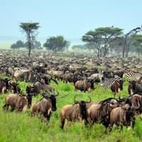 The Northern Serengeti