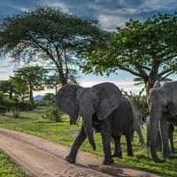 Mwalimu Nyerere National Park