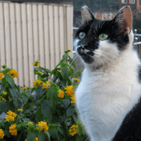 Cats and Culture in Houtong