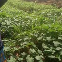 Nurturing Young Crops in Rural