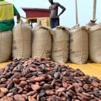Cocoa Production