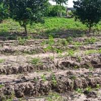 Community farms