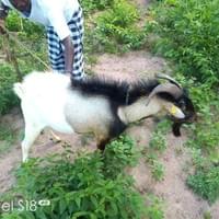 Small ruminant production at c