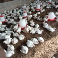 Poultry Production