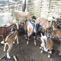 Small ruminant production