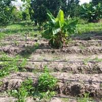 Community farms