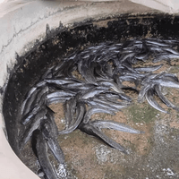 Catfish production