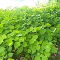 Tree nursery production