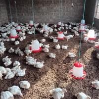 Poultry  production