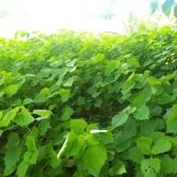 Tree nursery production