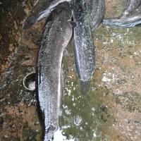 Catfish production