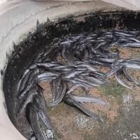 Catfish production