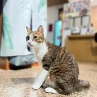 虎斑白貓在室內
