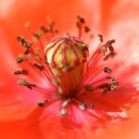 Klatschmohn 3