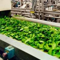 Frozen Spinach Supplier