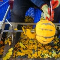 IQF Frozen Pumpkin Factory