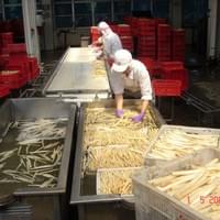 Frozen White Asparagus Factory