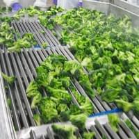 Frozen Broccoli Manufacturing