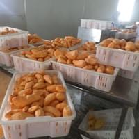 Frozen Sweet Potato Factory
