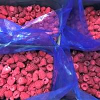 Bulk IQF Frozen Raspberries