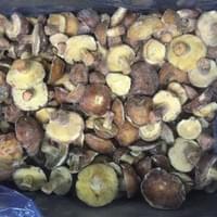 IQF Frozen Suillus Granulatus