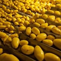 frozen potato supplier