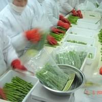 Frozen Green Asparagus Sorting