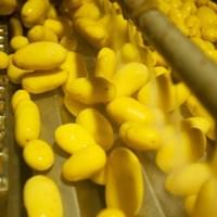 frozen potato supplier