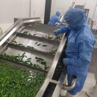 IQF Frozen Okra Supplier