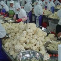 Frozen Cauliflower Factory