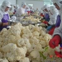 Frozen Cauliflower Production