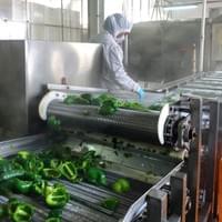 IQF Green Pepper Processing
