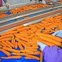 Frozen Carrots Processing Line