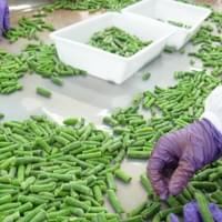IQF Green Beans Sorting Line
