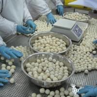 Frozen Taro Processing Plant