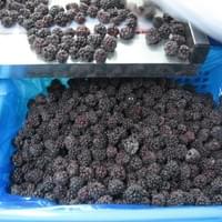 IQF Mixed Berries Processing