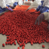 Frozen Cherry Tomato Factory