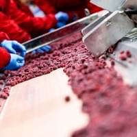 Frozen Raspberries Supplier