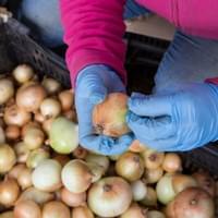 Frozen Onion Supplier