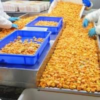 Frozen Sweet Potato Factory