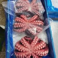 bulk frozen octopus supplier