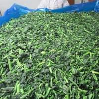 IQF Spinach Production Line