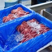 frozen cooked octopus factory