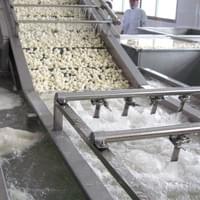 Frozen Water Chestnut Factory