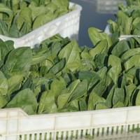 Frozen Spinach Supplier