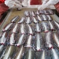 Frozen Grilled Eel Supplier