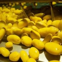 frozen potato supplier