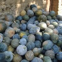 IQF frozen pumpkin