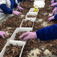 Frozen Black Fungus Supplier